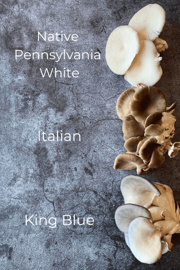 oyster mushroom varieties