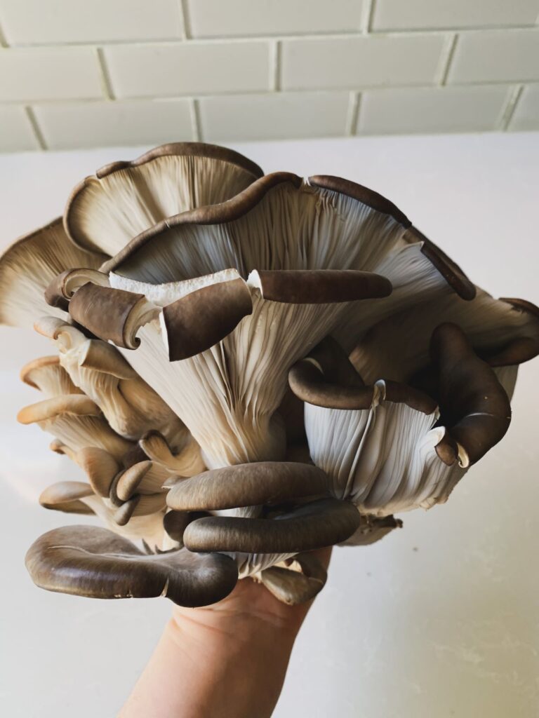Oyster mushroom bunch held in a hand with white background