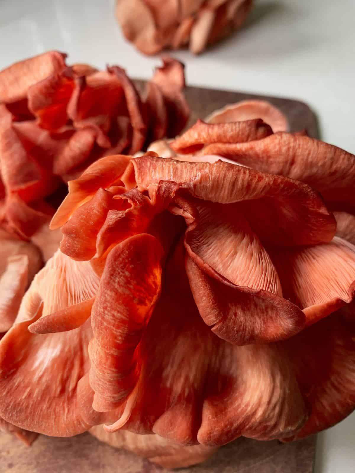 pink oyster mushrooms uncooked